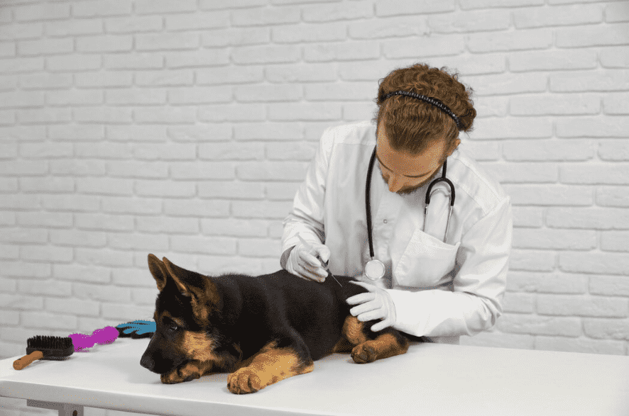 Vacunas para perros en Parla