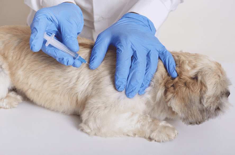 Vacunación de perros Parla
