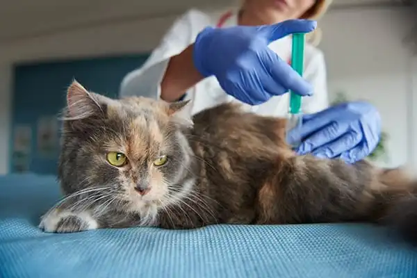 Centro Veterinario El Nido en Parla | Nidovet 2 Vacunas y desparasitación en Centro Veterinario El Nido