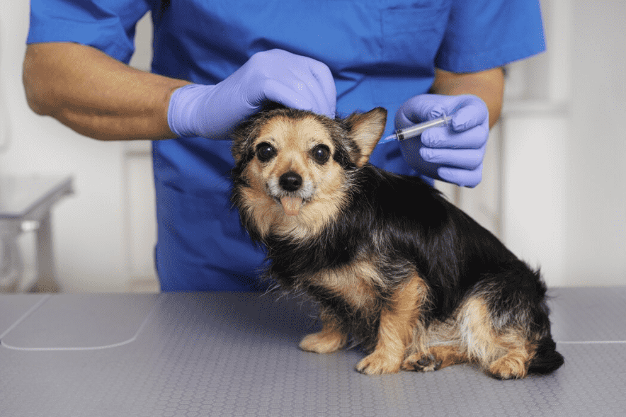 Vacunación de perros Parla con revisión veterinaria