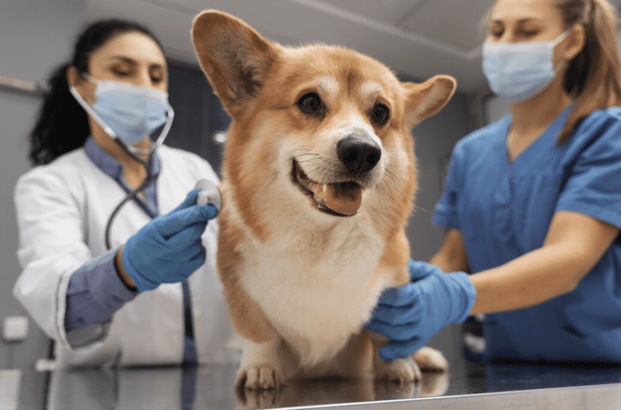 Galería de Centro Veterinario El Nido en Parla radiología veterinaria