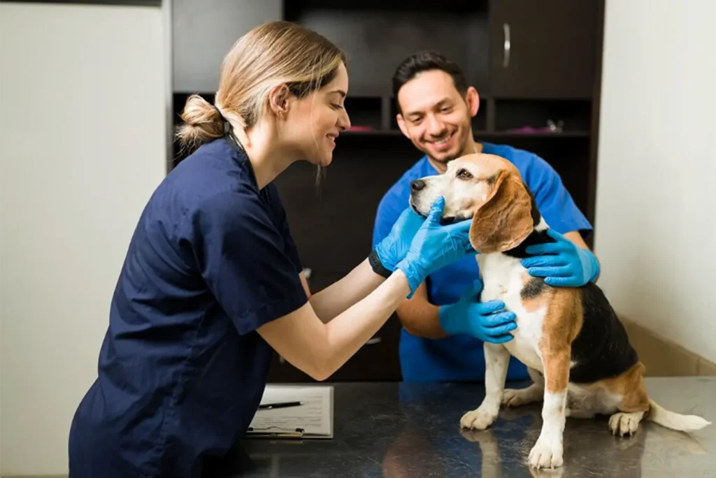 Planes de salud veterinarios Parla